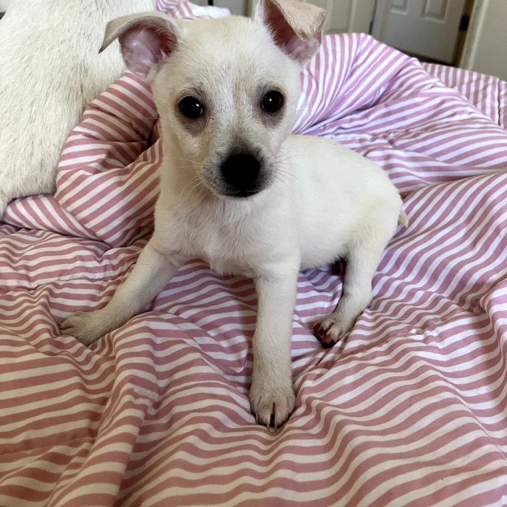 Sanji — thumbnail 2