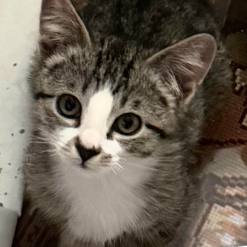 Wendy, available for adoption