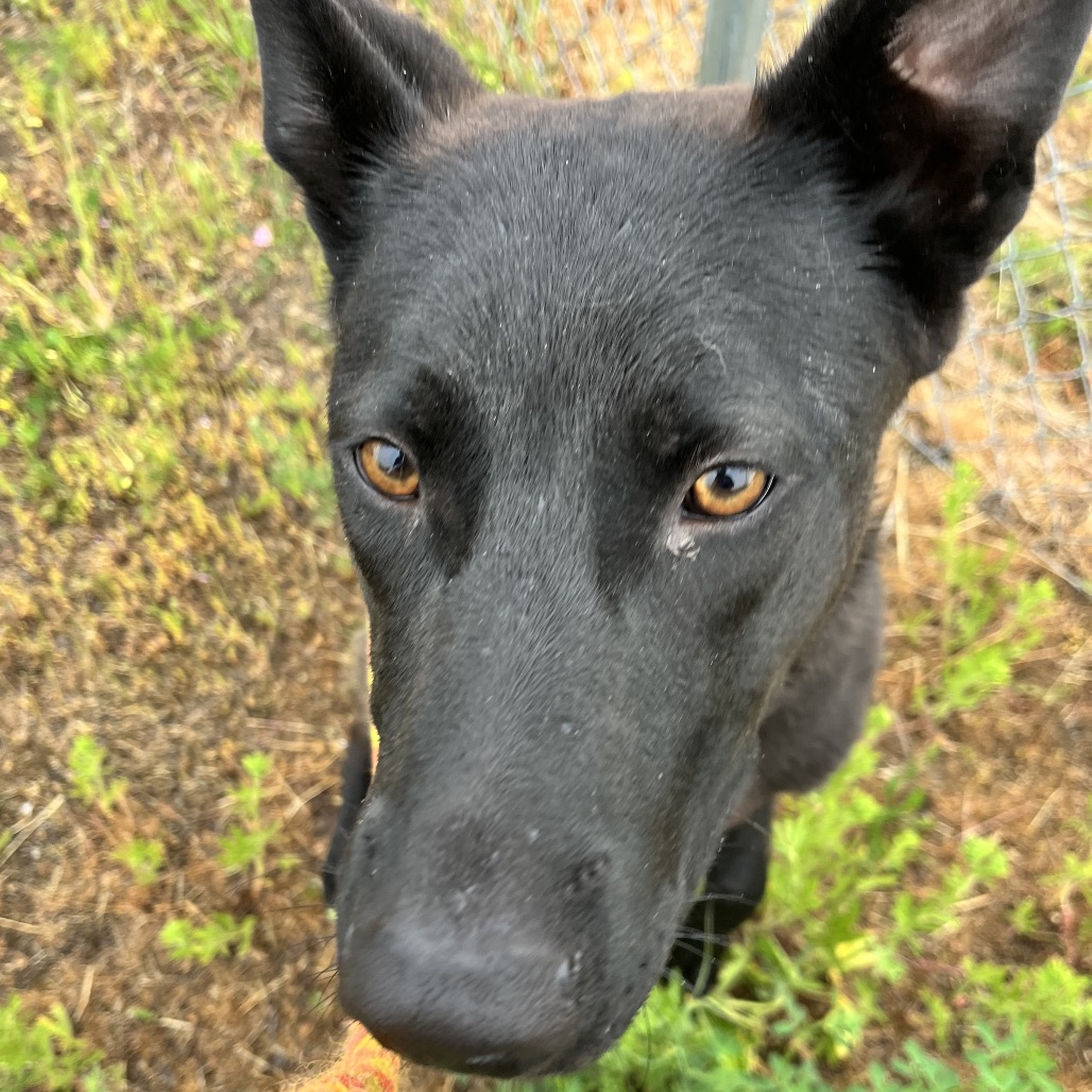 Mixed Breed