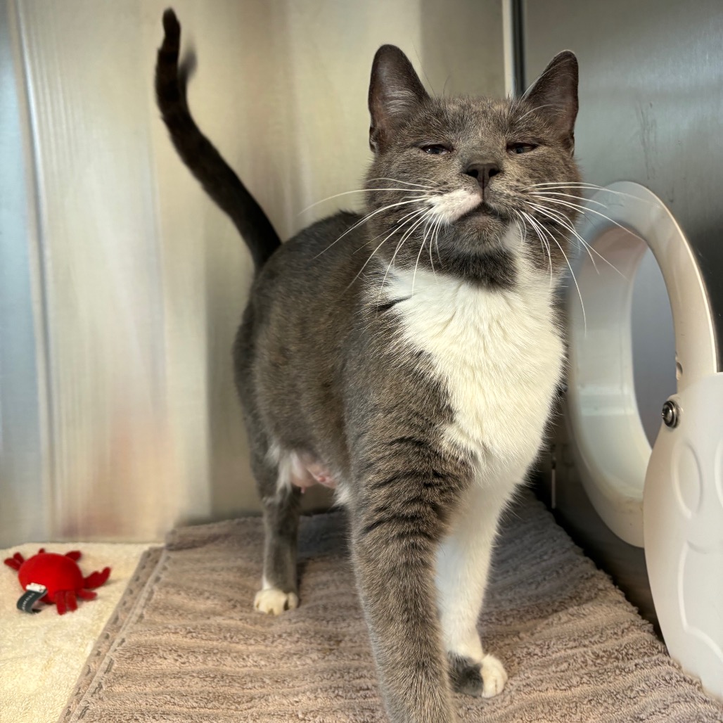PEEKABOO - Domestic Shorthair available for adoption