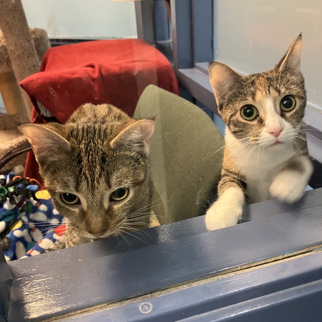 Photo of Havana and Canberra 6