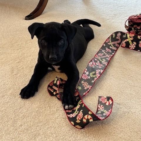 Black Terrier, American Pit Bull Dog