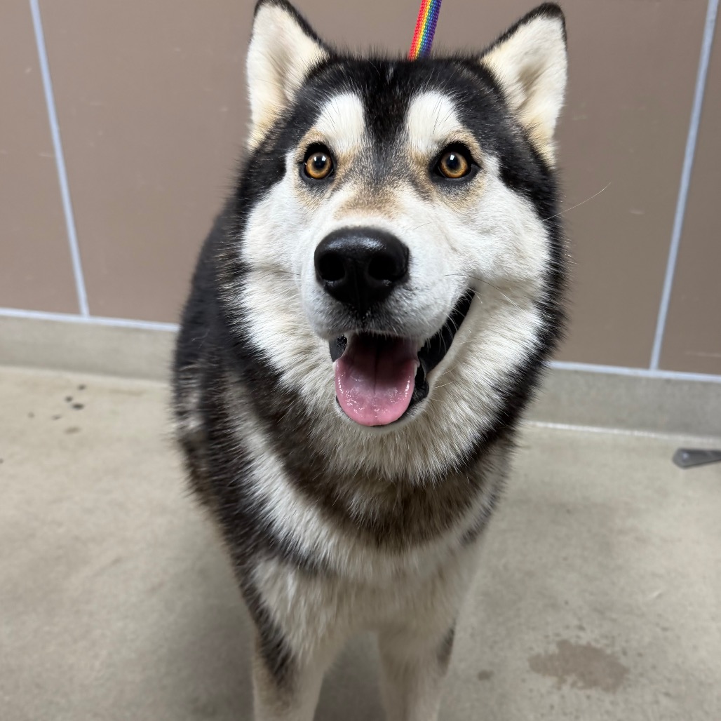 Kennel#24Stormy 's preview photo