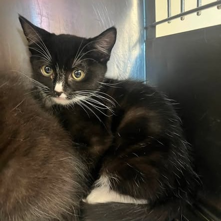 Zuma - Domestic Shorthair