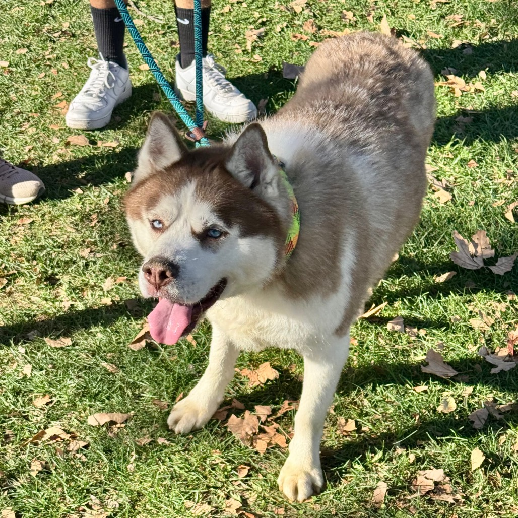 Apollo (C000-753) - Chino Hills Location, photo 21
