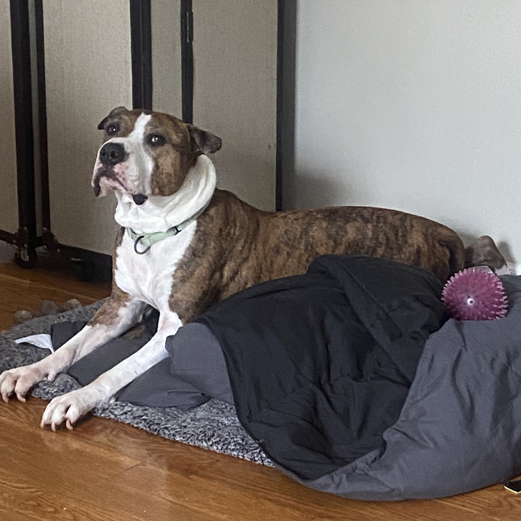 Jax, additional photo