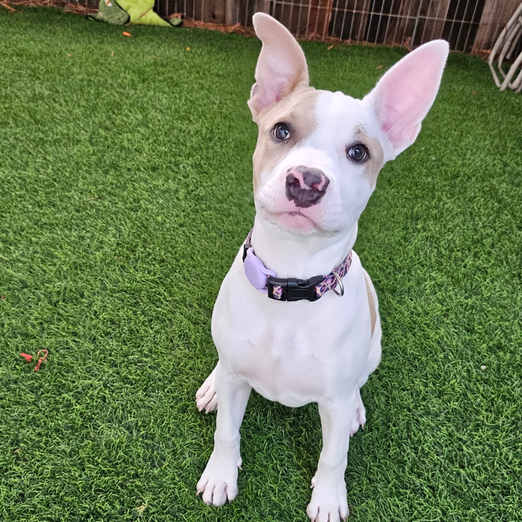 CIDER - Mixed Breed (Medium) available for adoption