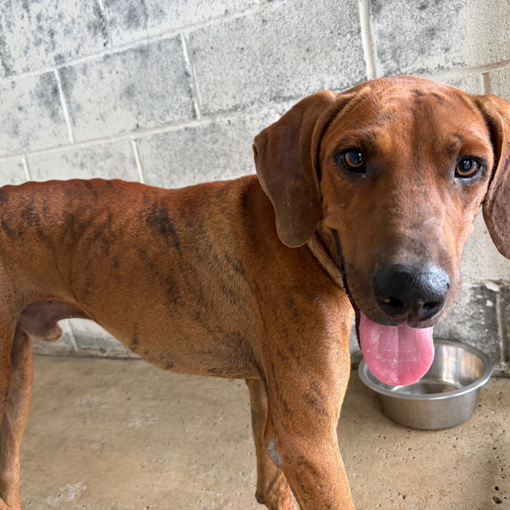 WALLY - Shepherd / Mixed Breed (Large) available for adoption