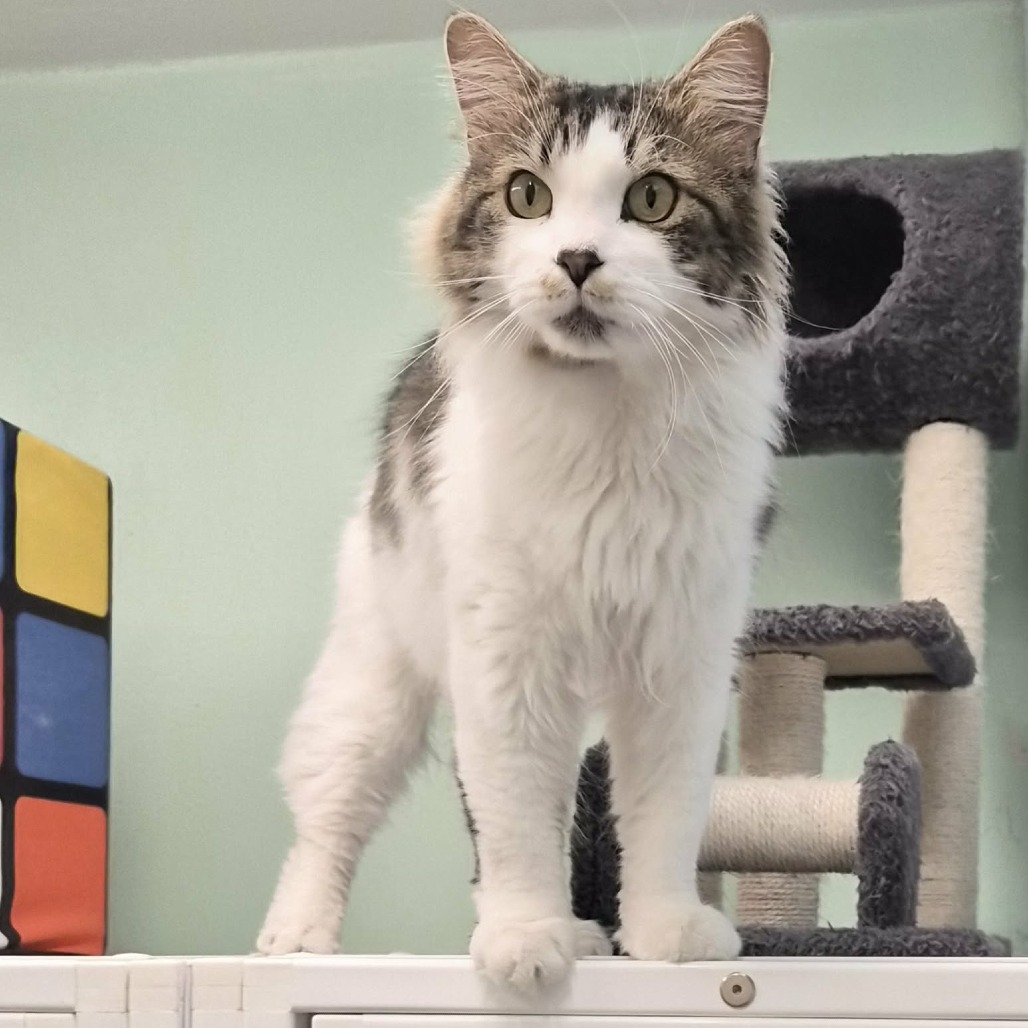 STING - Domestic Longhair for adoption in Las Cruces