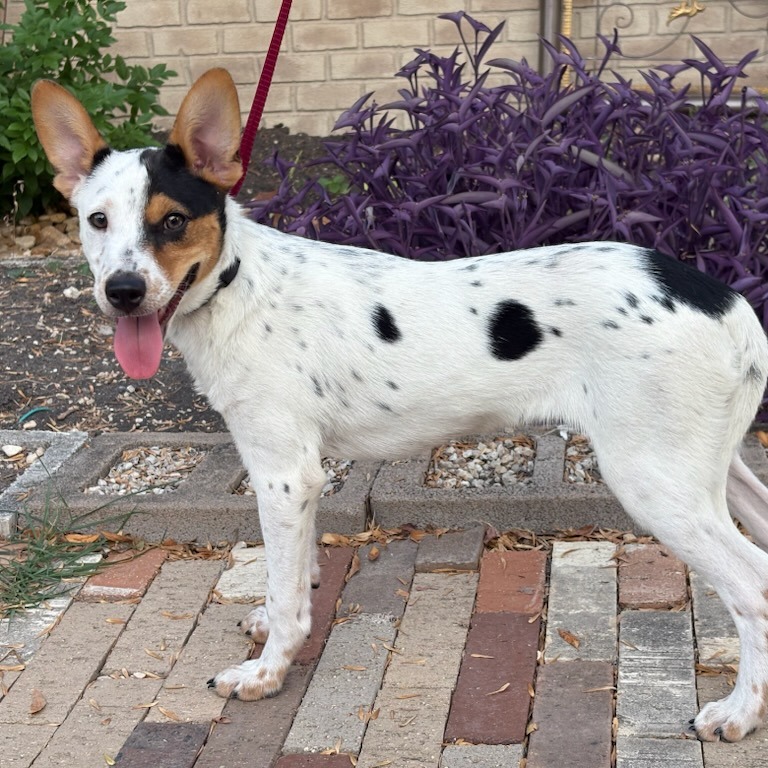 Baxter, photo 4