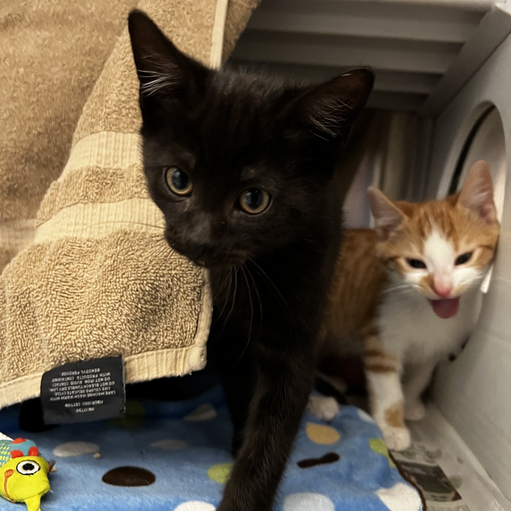 Photo of Bert aka George 4