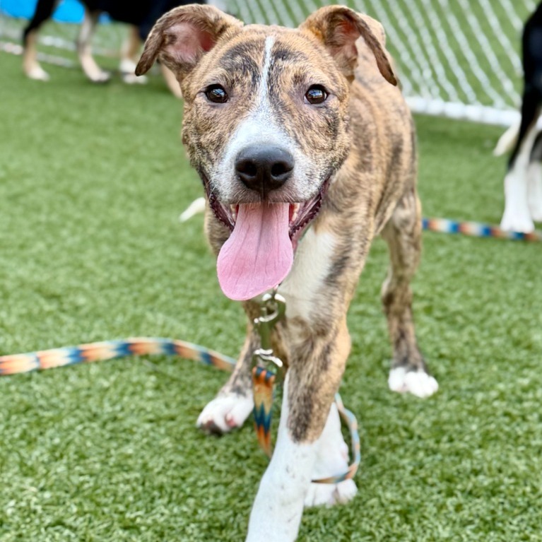 FLARRY - Shepherd / Hound, Plott available for adoption
