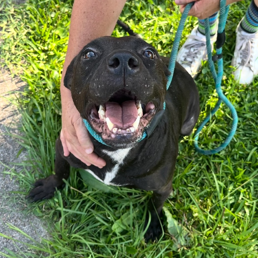 ZIGGIE - Terrier / Pit Bull for adoption in Beaumont
