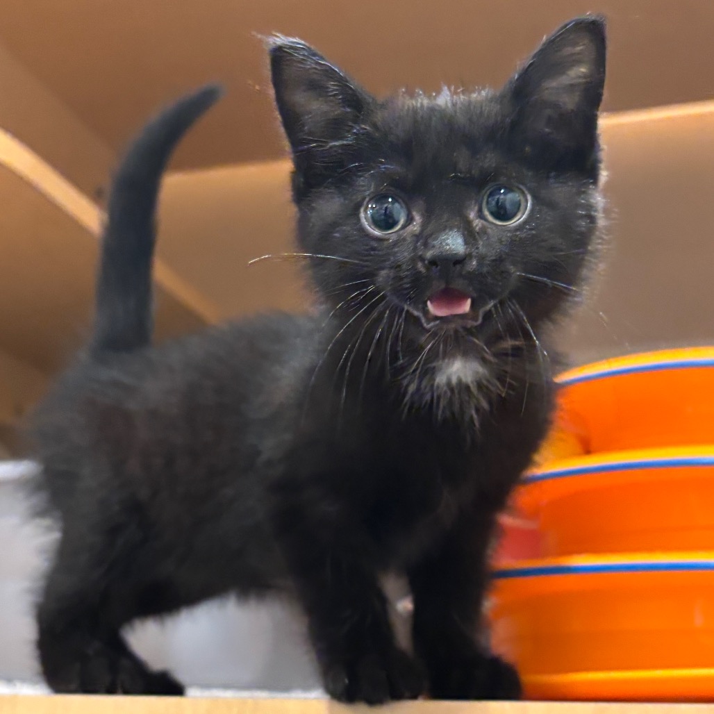 CHINCHILLA - Domestic Shorthair available for adoption