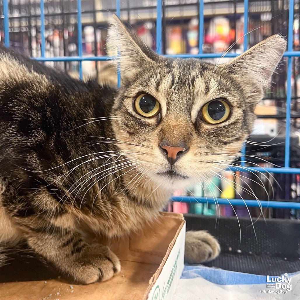 RILEE - Domestic Shorthair available for adoption