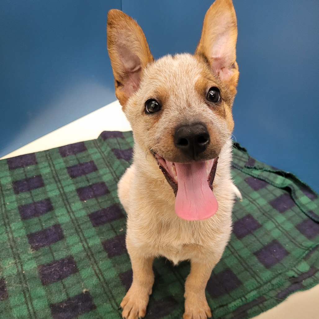 Photo of Dingo, a dog adopted from Gulf Coast Humane Society