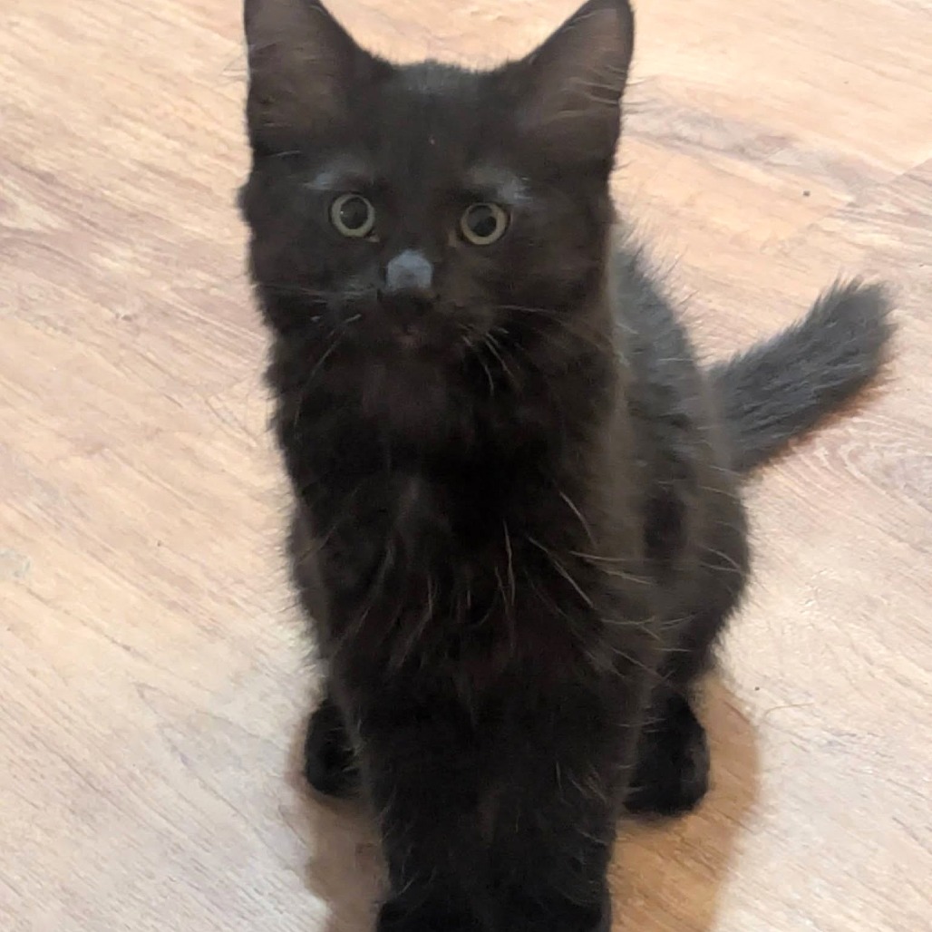 Licorice, photo 3