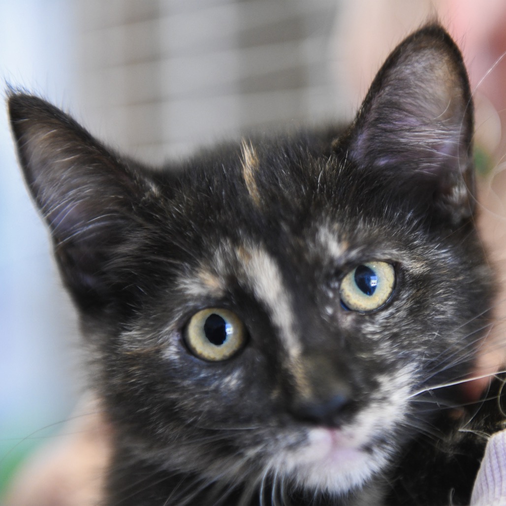 Mildred - Domestic Shorthair