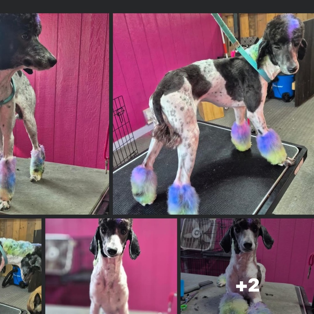 Photo of Victor Vom Poodle-Haus