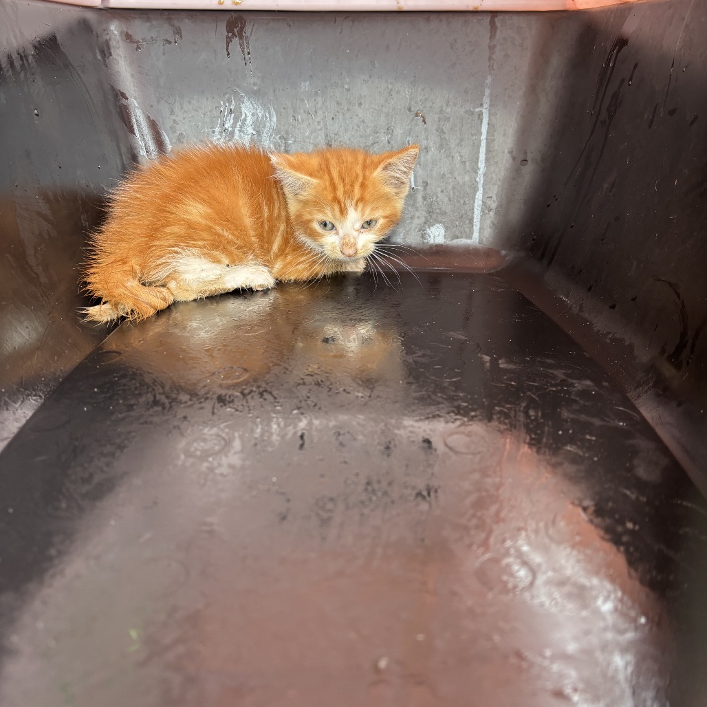 Winnie, an adoptable cat at SPCA-BC