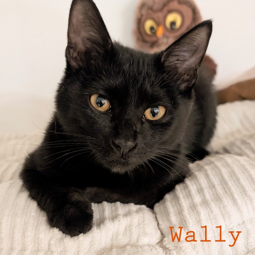Wally
