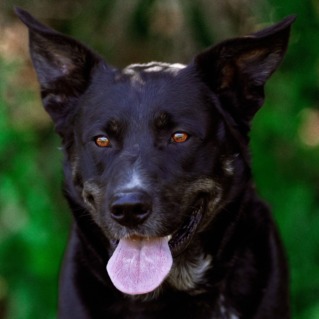 Adopt a Senior Dog | Weatherford Wags