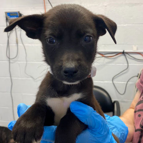 MATADOR - Terrier / Shepherd available for adoption