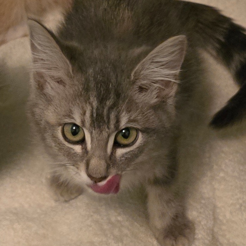 MERCY - Domestic Shorthair available for adoption