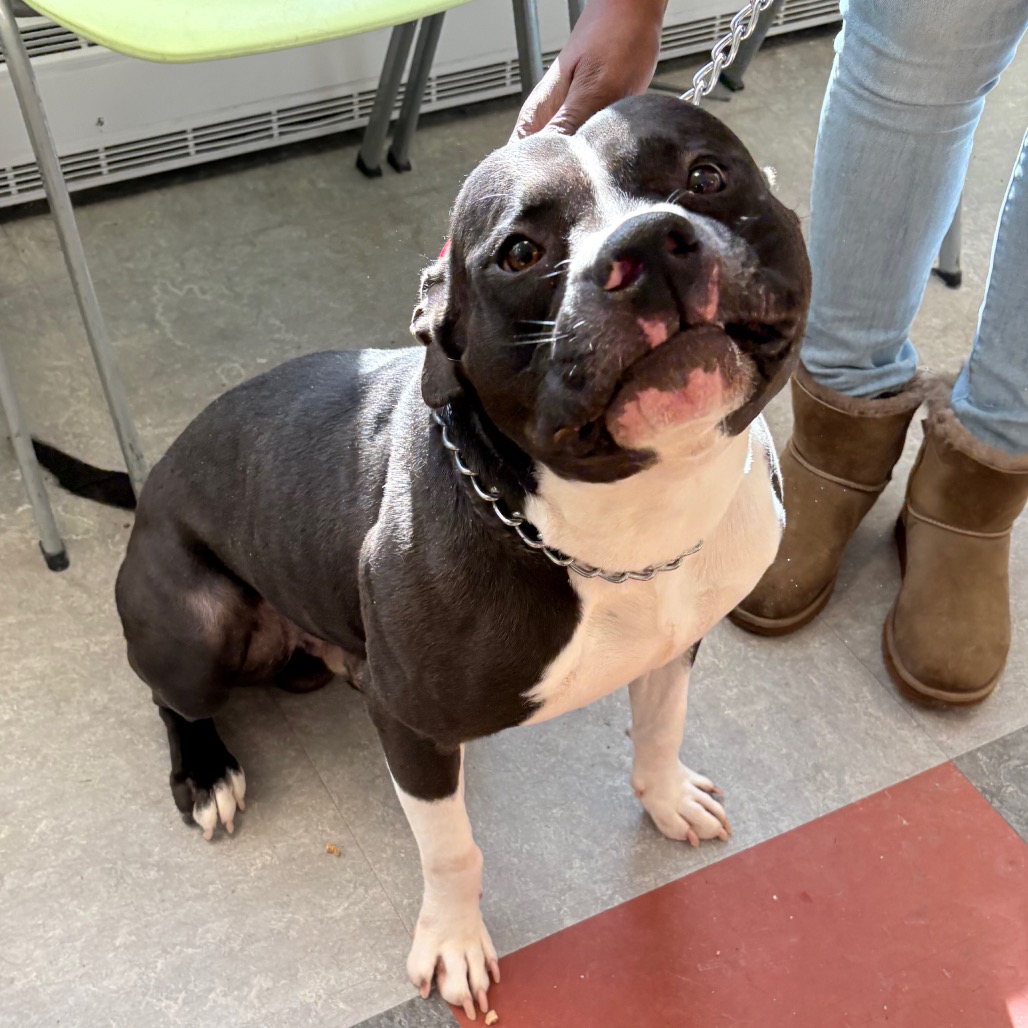 Simba — thumbnail 5