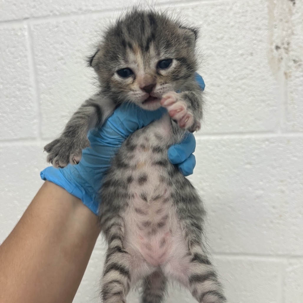 SASHA - Domestic Shorthair available for adoption