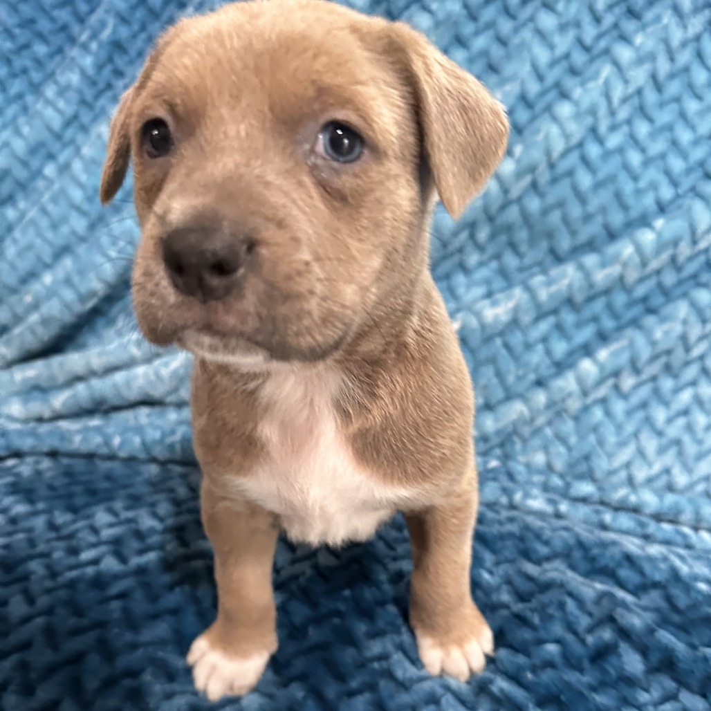 Petra's Pup- Xavier — thumbnail 3