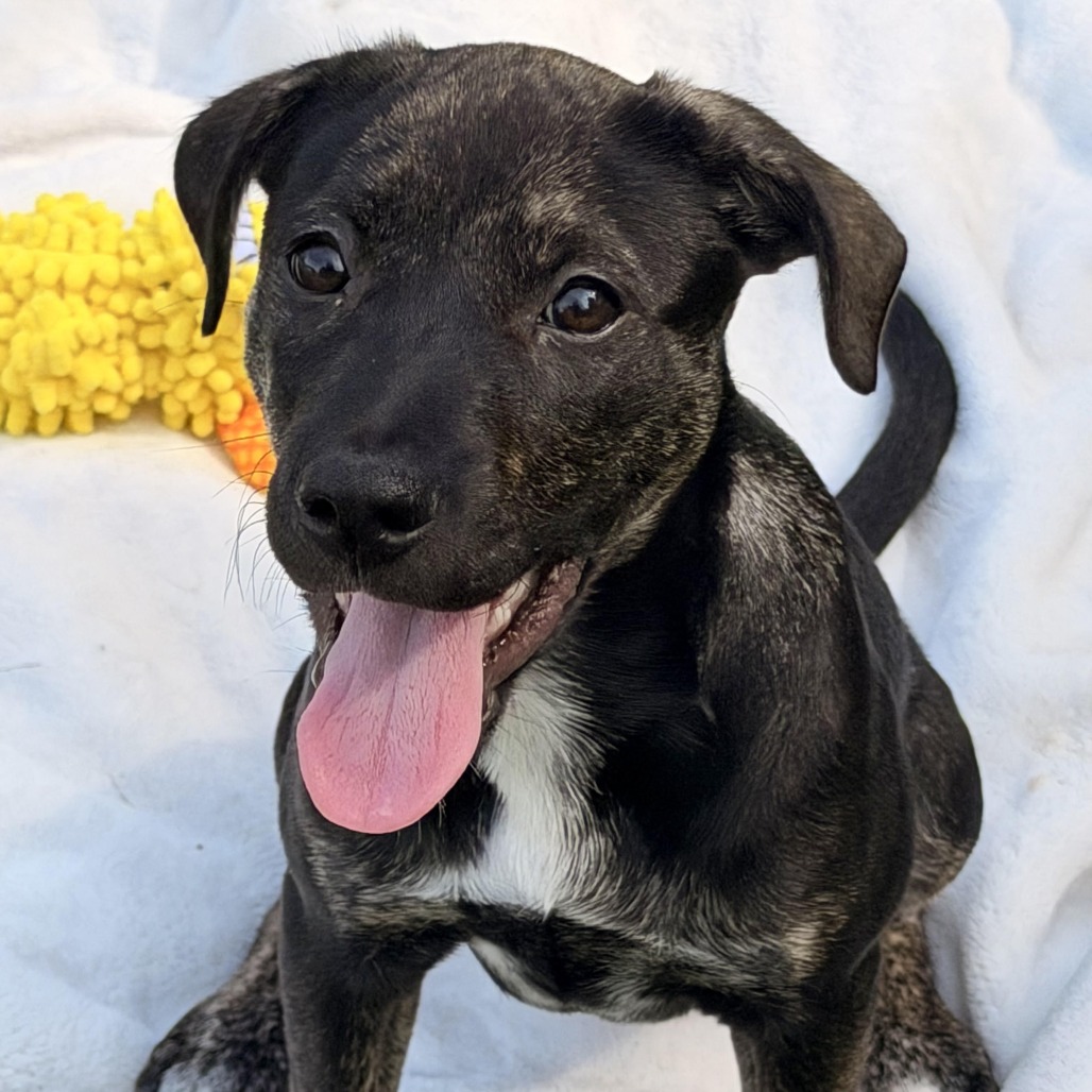 VENUS - Shepherd, Australian / Hound, Plott available for adoption