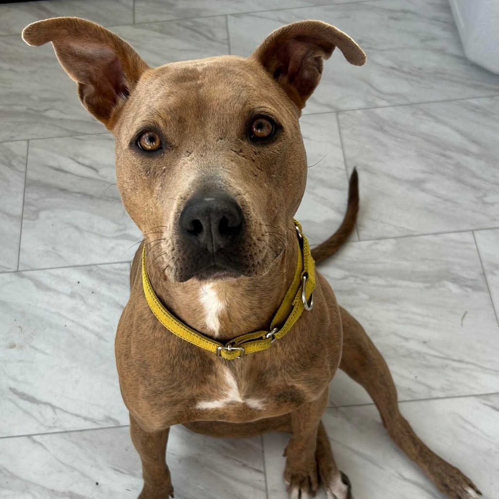 Billy Ray Cyrus, a Terrier