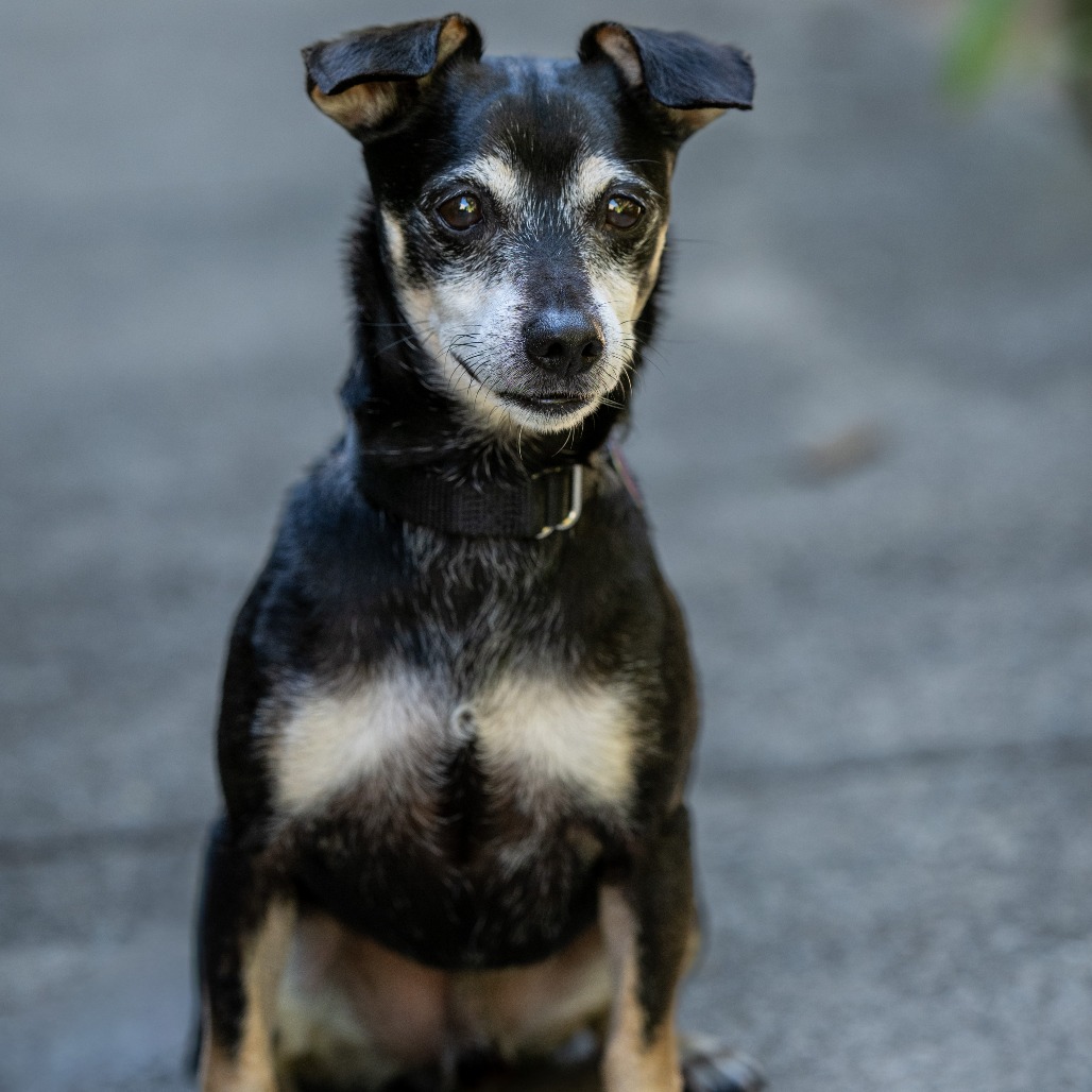 Animal namedHennessy