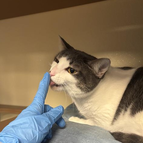 Silvy: Female 18 Domestic Shorthair/Unknown