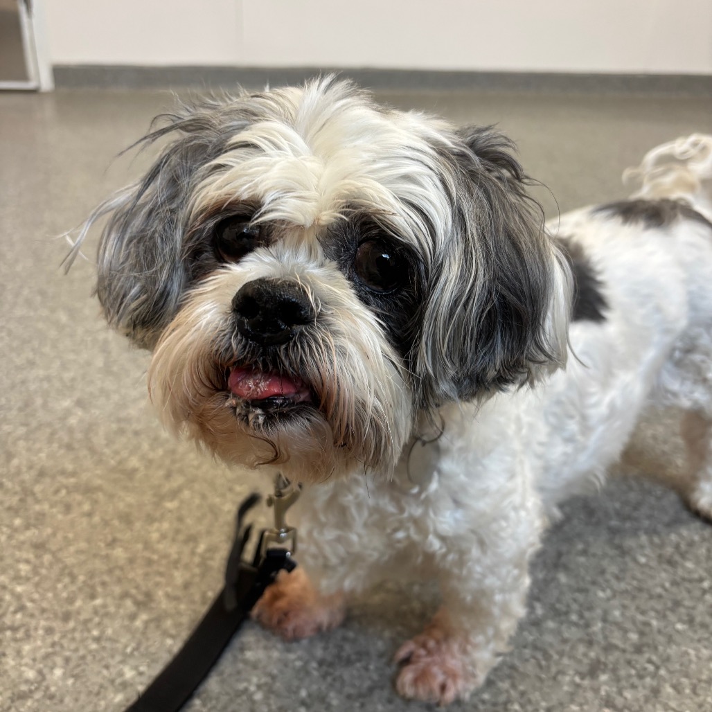 Frankie (PAWS Alumni Name: Brent) — thumbnail 4