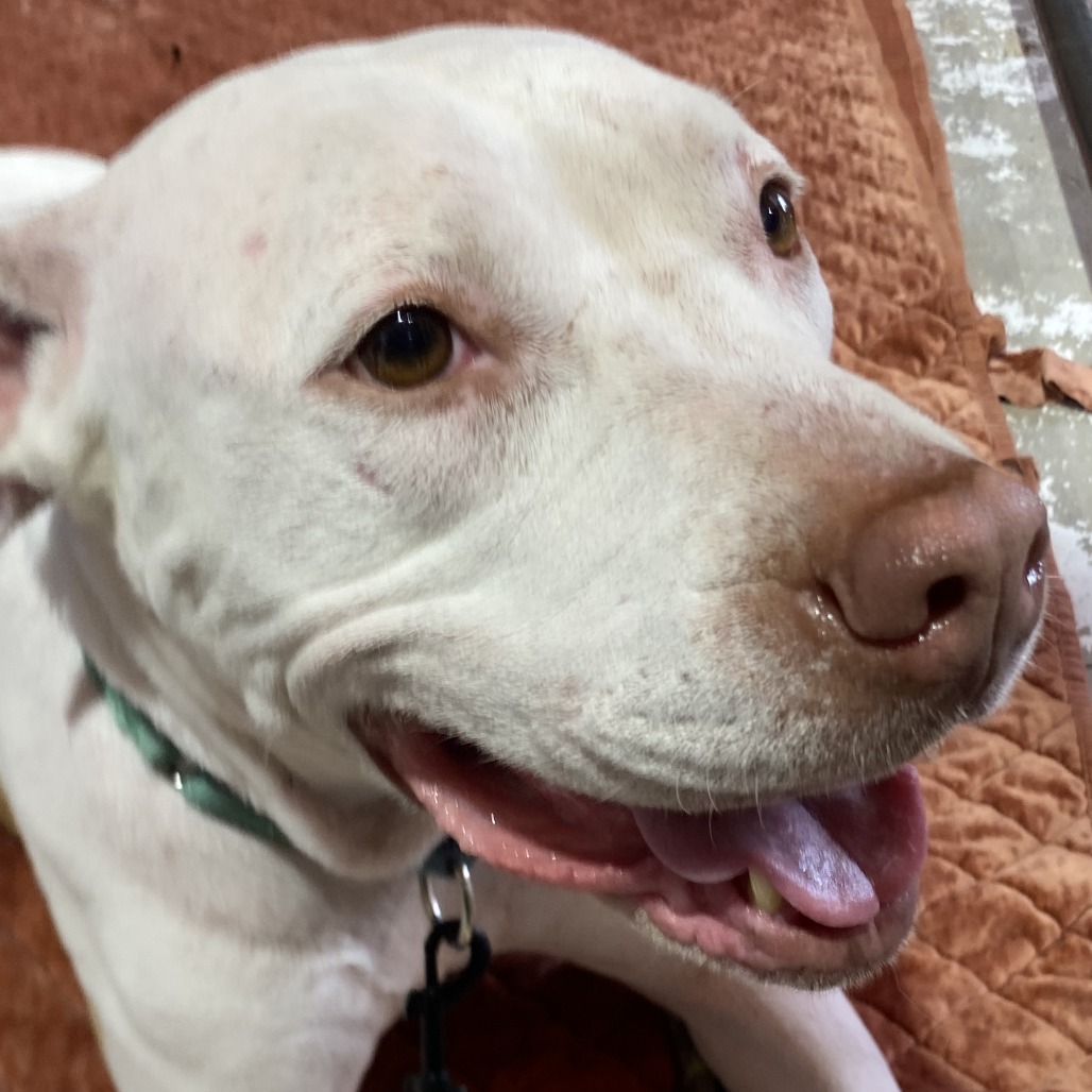 ASHA - Mixed Breed (Medium) available for adoption
