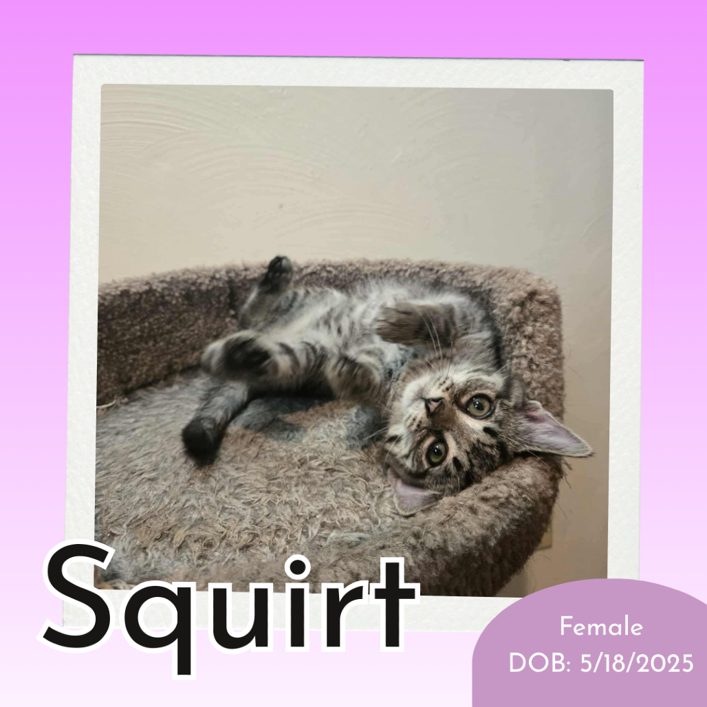 Squirt