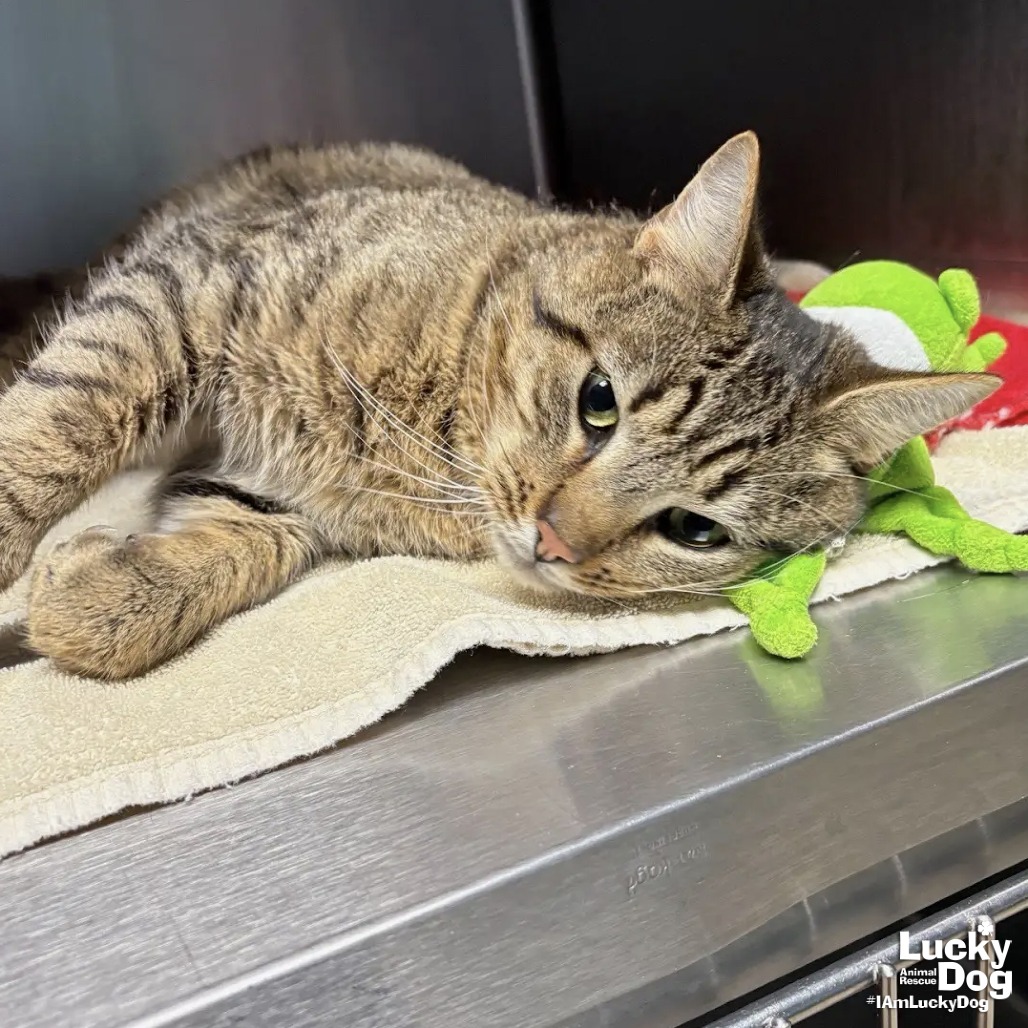 FRED - Domestic Shorthair available for adoption