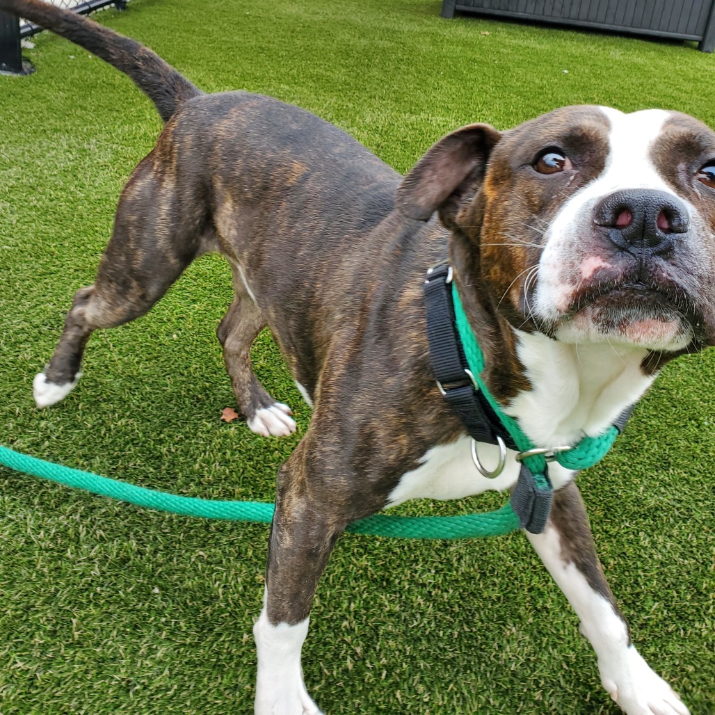 Potato — thumbnail 3