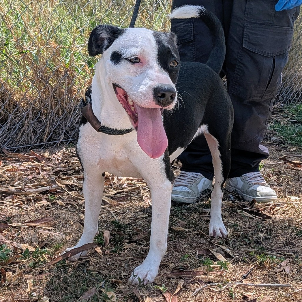 GENESIS - Shepherd available for adoption