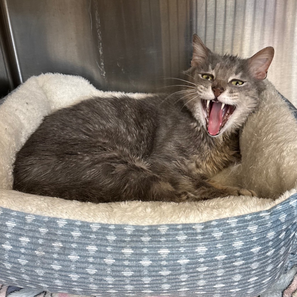 Photo of Oliver 8