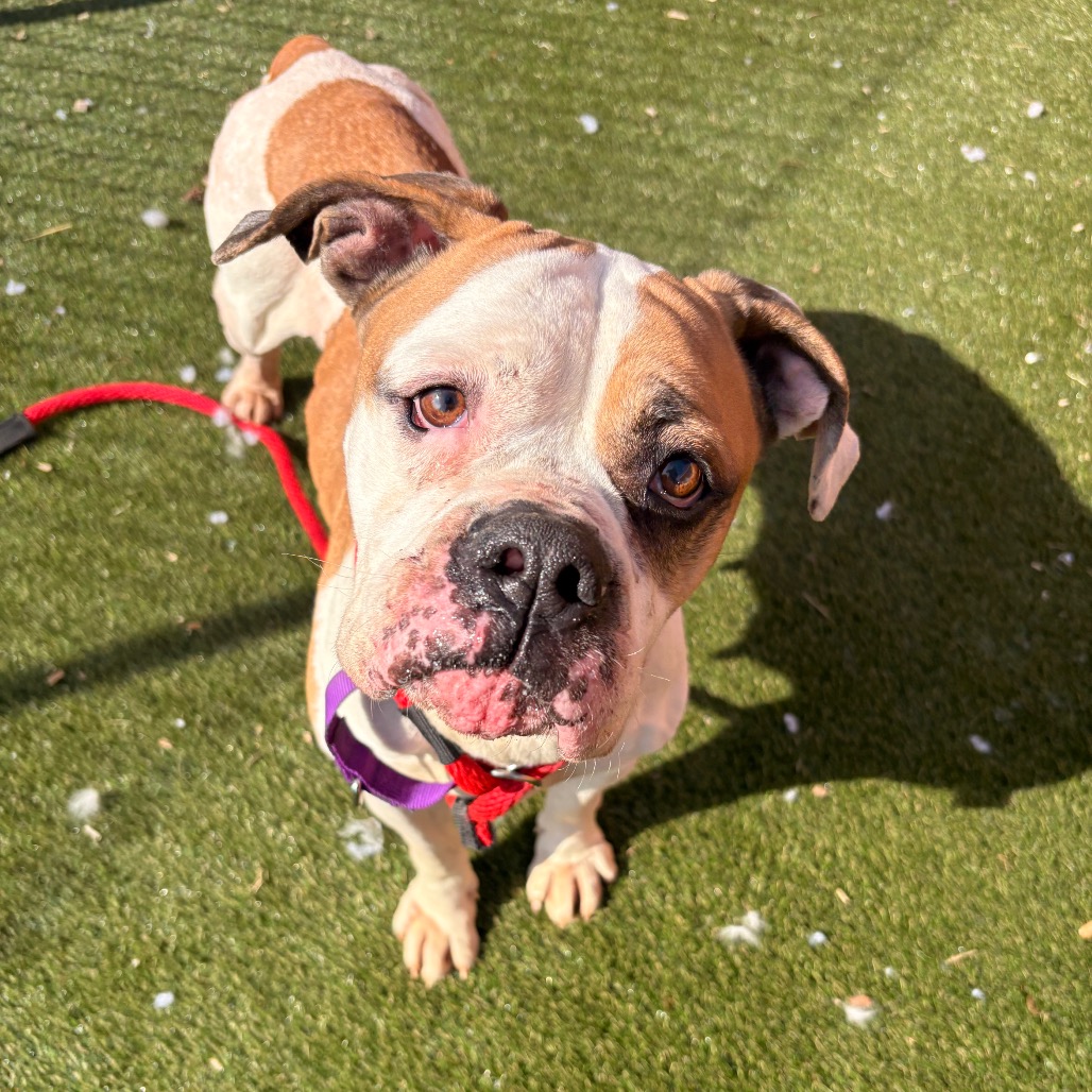 Devon — thumbnail 5