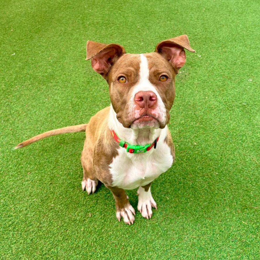 EDGAR - Mixed Breed (Medium) available for adoption