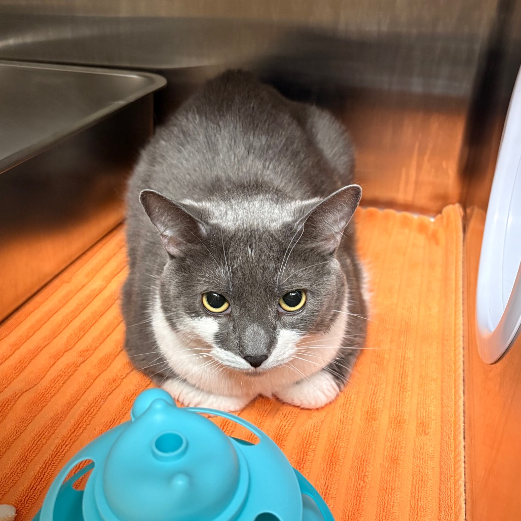 Rockefeller - Available from Foster, photo 2