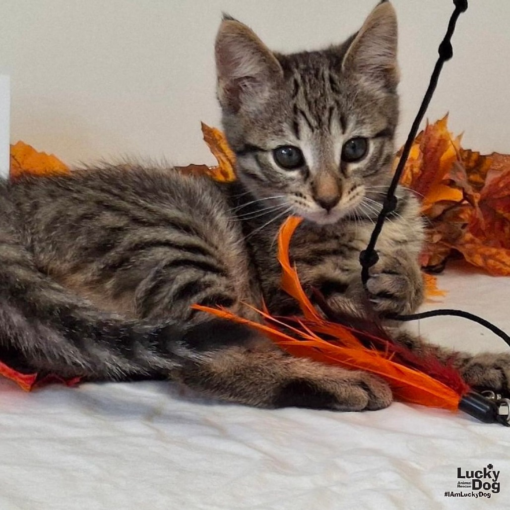 BUSTERPHER JONES - Domestic Shorthair available for adoption