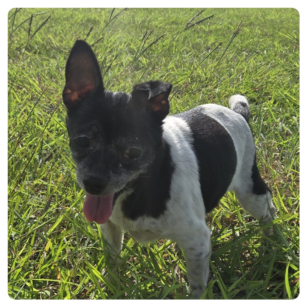 Chaya, adoptable Chihuahua at Lifeline of Galveston County