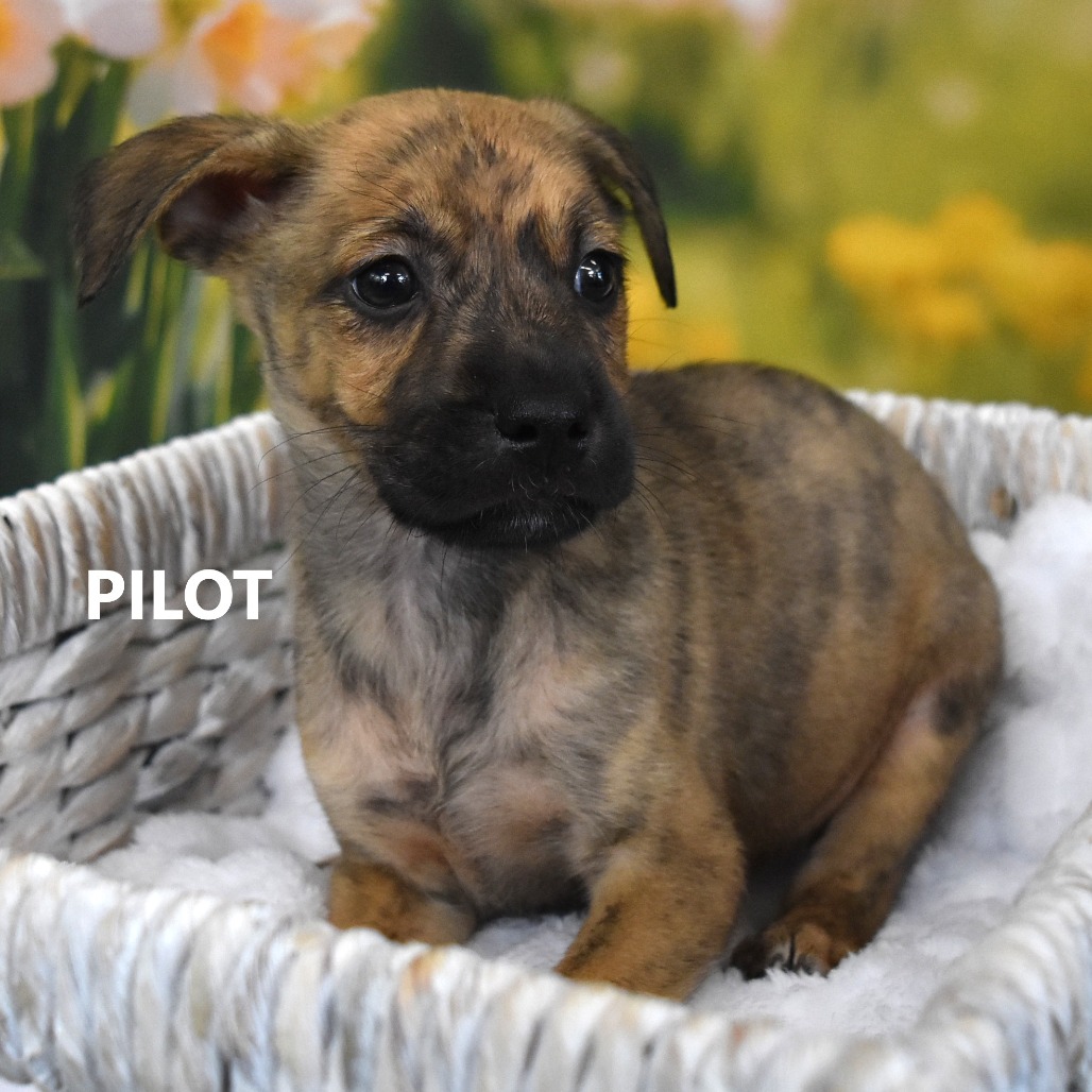 Pilot