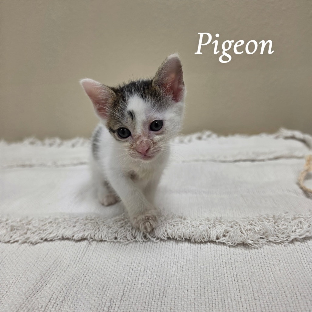 Pigeon
