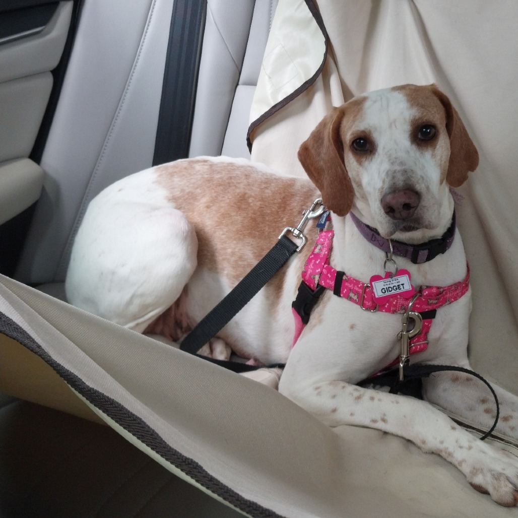 Gidget, photo 11